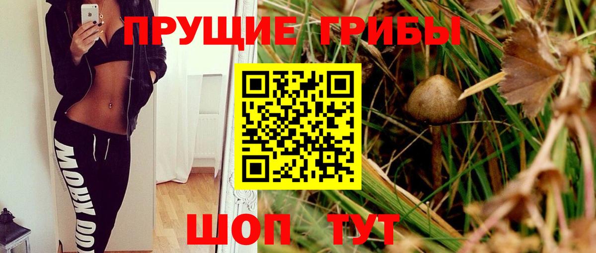 Псилоцибиновые грибы Cubensis Гуково